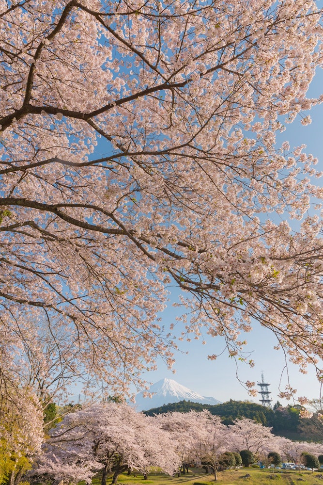 [相片1]富士山和樱花“日本的春天很美”静冈县富士市岩本公园