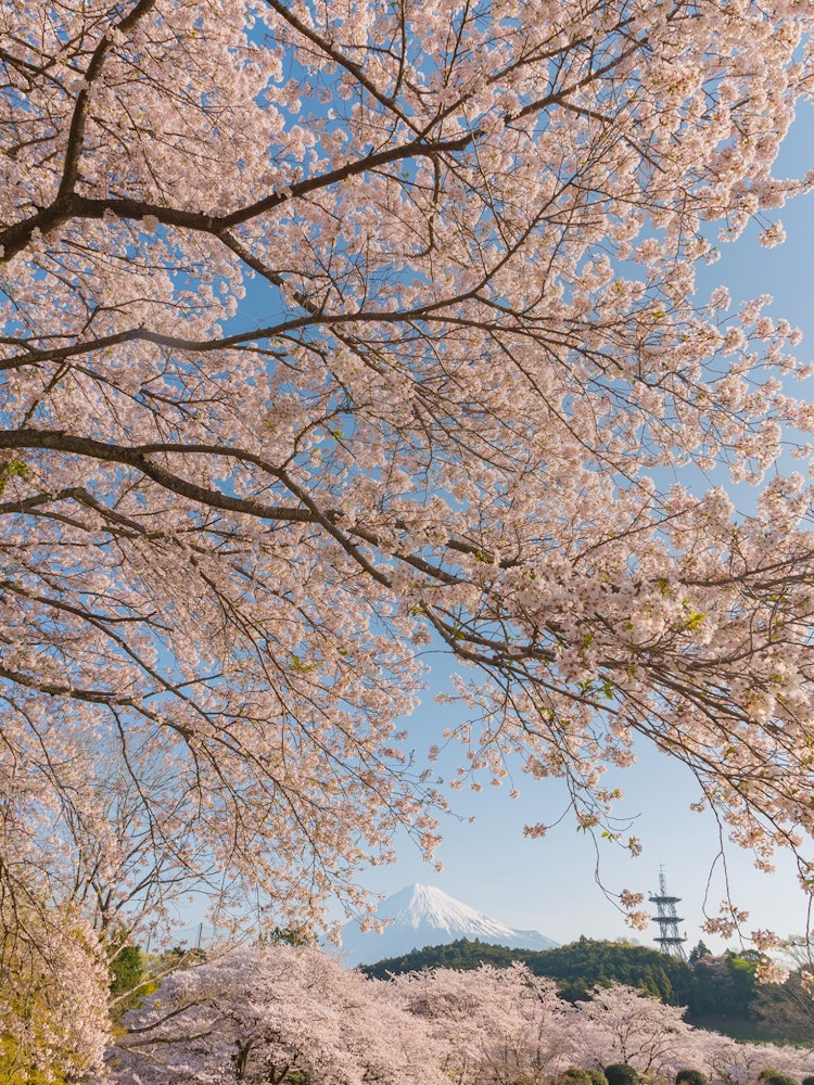 [Image1]Mt. Fuji and Cherry Blossoms