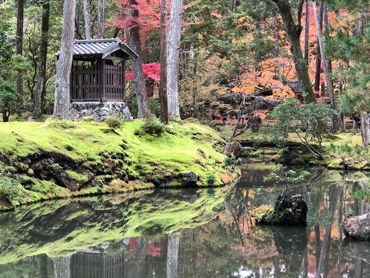 [相片1]=秋雨的苔藓寺“西吉寺”=西宝寺还以梦生国志在日本拥有第一个干山水而闻名。 早上抄完佛经后，可以慢慢地绕着花园走一圈。园丁小心翼翼地去除了苔藓上的秋叶。那是一个小雨频繁的早晨，所以昏暗的景色中生长的红