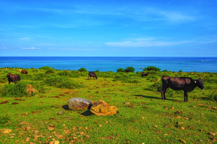 [이미지1]이시가키 섬, 쿠우라 목장. 소와 말은 종종 오후에 있습니다. 나는 낮에 머물지 만 오후를 추천합니다.