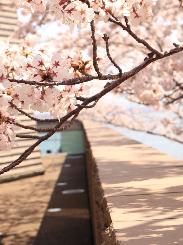 [画像1]石川県の片山津温泉内にある「中谷宇吉郎雪の科学館」の屋上？ エントランスで撮影しました。とてもキレイな桜があったので、カメラの設定を色々変えながら撮影してきました。建物の木と桜、色味に暖かみがあるおか