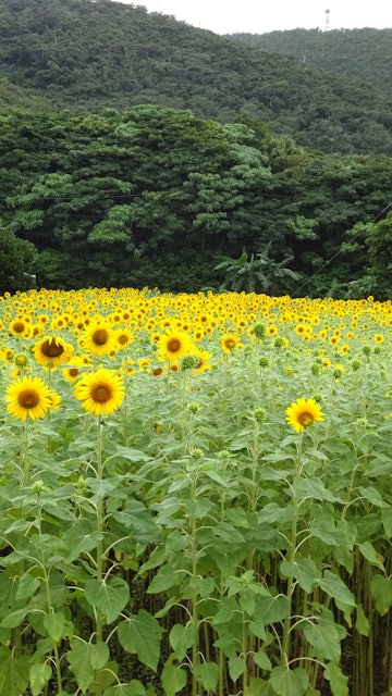 [Image1]A sunflower field in Ashitoku, Tatsugo Town, Amami City, has many sunflowers blooming on one side. I