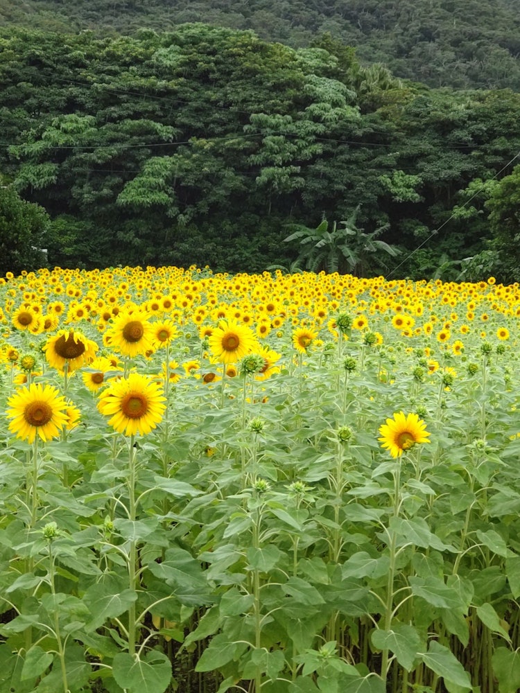 [Image1]A sunflower field in Ashitoku, Tatsugo Town, Amami City, has many sunflowers blooming on one side. I