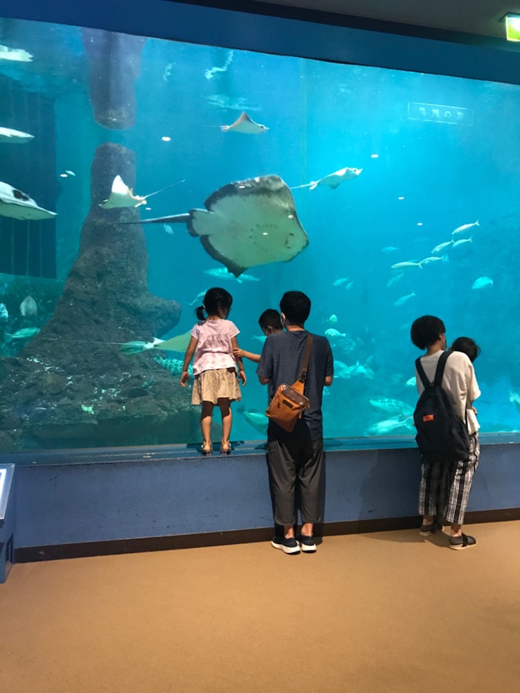 [Image1]A big ray at ✨ the Wakayama Museum looks good ... ☺️