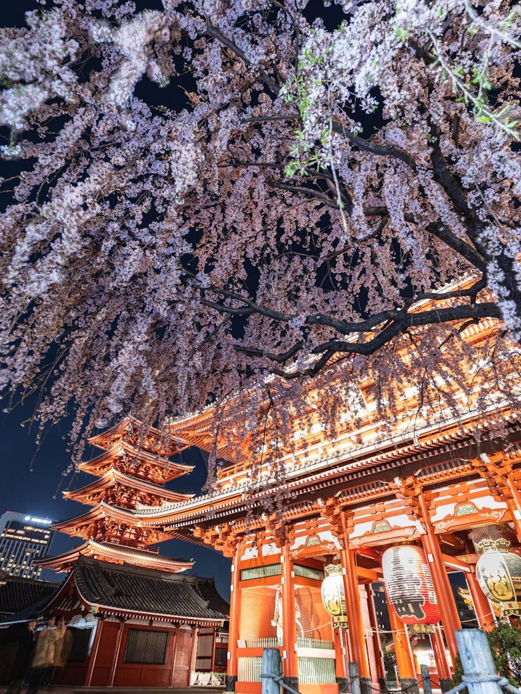 [相片1]淺草寺下垂的櫻花 🌸這是東京的寺廟“淺草寺”說到淺草，淺草寺。其中，只長一朵的下垂櫻花，與寺廟最🤤相配今年，😅觀賞它的最佳時機可能已經過去