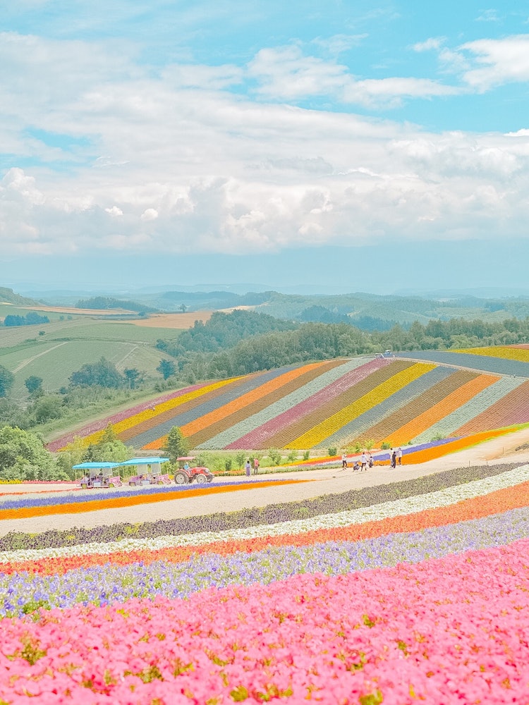 [Image1]Located in Biei, Hokkaido, the Shikisai no Oka offers a spectacular patchwork of colorful flowers. W