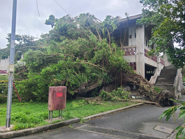 [画像1]台風6号凄すぎる… 樹齢130年のガジュマルが根っこから倒木😱おまけにまた帰ってくる。