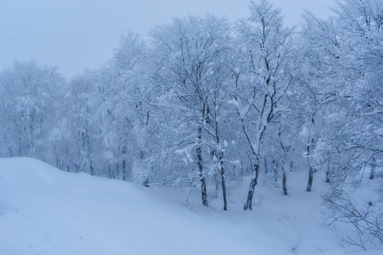 [画像1]山形県蔵王山の冬の美しさ。すべてが雪で覆われていて、素晴らしい景色を作り出しています。すべての木もスノードレスを着ていました。これは、雪の怪物が見える蔵王山への途中にあります