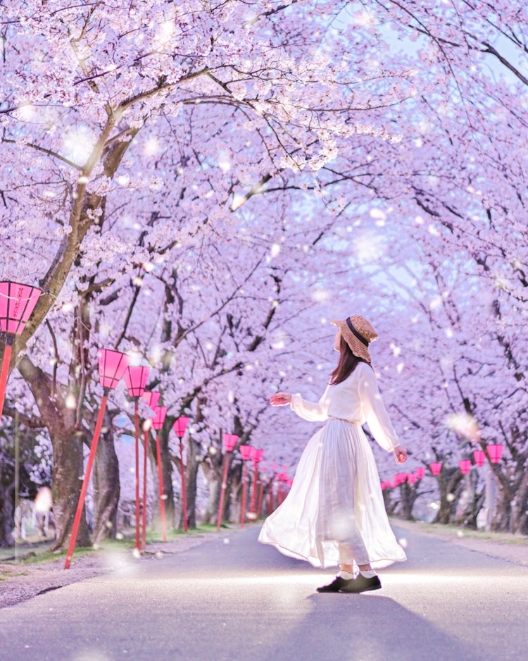 [相片1]广岛廿日市住吉堤岸 （广岛的赏樱景点推荐）#住吉堤@trip_hatsukaichi  樱花隧道中的小锅1个 📸这个现在正在盛开！今天将举行樱花节。这是😊推荐的赏樱景点 🌸