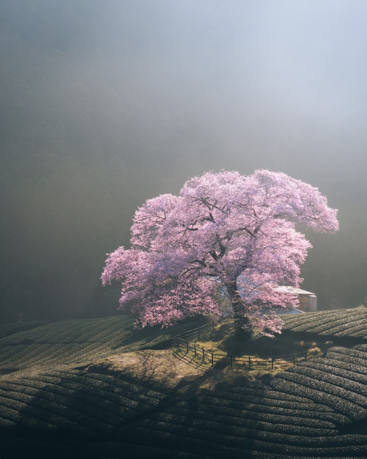 [画像1]樹齢300年以上の歴史ある一本桜です。 朝日に照らされ神秘的な雰囲気になりました。Sony α7Rlll / 24-70 f2.8 GM / Lightroom classic