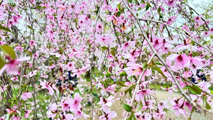 [画像1]桜が咲き誇る梅小路公園で撮影しました。鮮やかな春の色彩をお楽しみ下さい。