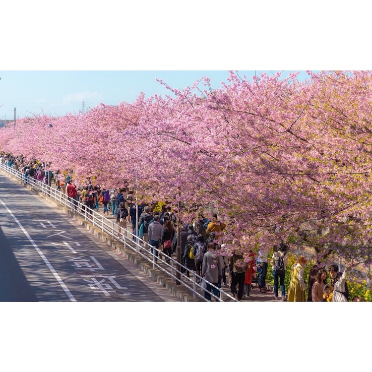 [相片1]在神奈川县三浦海滩每年，盛开的河津樱花预示着春天领先一步。