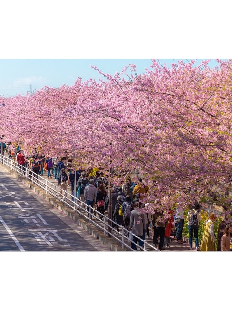 [Image1]At Miura Beach, Kanagawa PrefectureEvery year, the Kawazu cherry blossoms in full bloom signal sprin