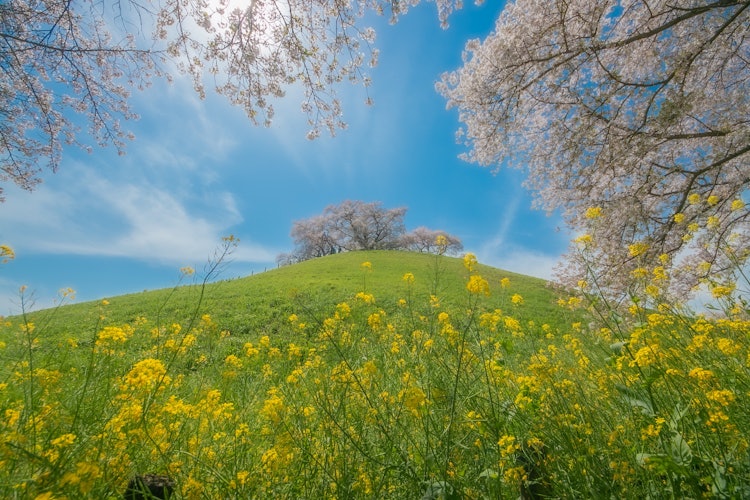 [相片1]它是埼玉縣行田市坂玉古墳公園的櫻花。您可以✨拍攝另一張不尋常的照片，櫻花盛開在墓塚頂部我試著😊用超廣角鏡頭把油菜花、櫻花和天空放進去#春季#攝影比賽