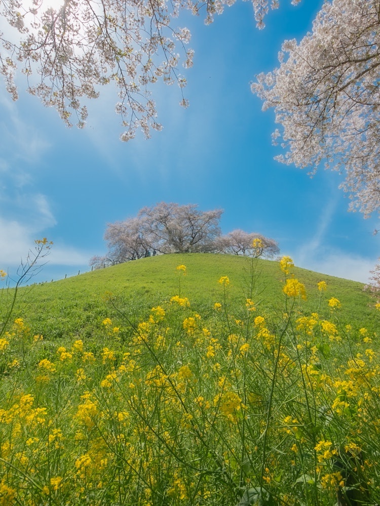 [이미지1]사이타마현 교다시에 있는 사키타마 고분 공원의 벚꽃입니다.고분 위에 만개한 벚꽃과 함께 또 다른 특이한 사진을 찍을 수 있습니다 ✨유채꽃, 벚꽃, 하늘을 초광각 렌즈로 담아 보았습