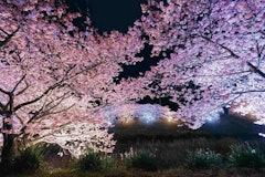 [相片2]第26届南方的樱花和油菜花节只剩下五天了，该活动将持续到3月10日。・直到3/10 Minami没有夜间樱花和竹灯（18：00~21：00）・直到3/10樱花在晚上点亮（18：00~21：00）・直到