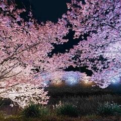 [Image2]There are only five days left in the 26th Minami Cherry Blossom and Rape Blossom Festival, which is 