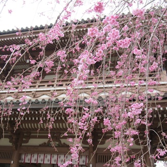 [相片1]成田崇光令堂是一个安静的赏樱景点