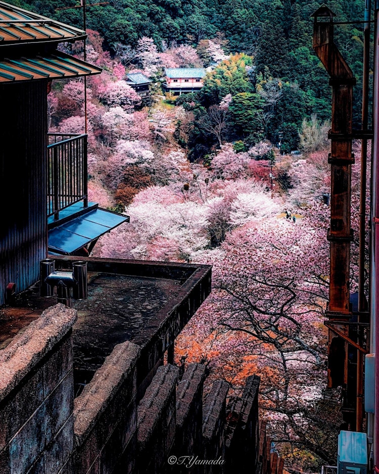 [相片1]吉野山來自一座腐朽的房子。與魅力形成鮮明對比。奈良縣 Yoshino Yamanaka Senbon