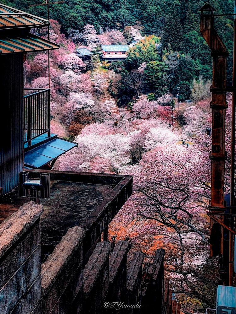 [画像1]朽ちた家屋から吉野山。華やかさとの対比。奈良県吉野山中千本