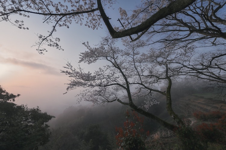 [Image1]Gentle morning light and cherry blossom trees emerging from the fog