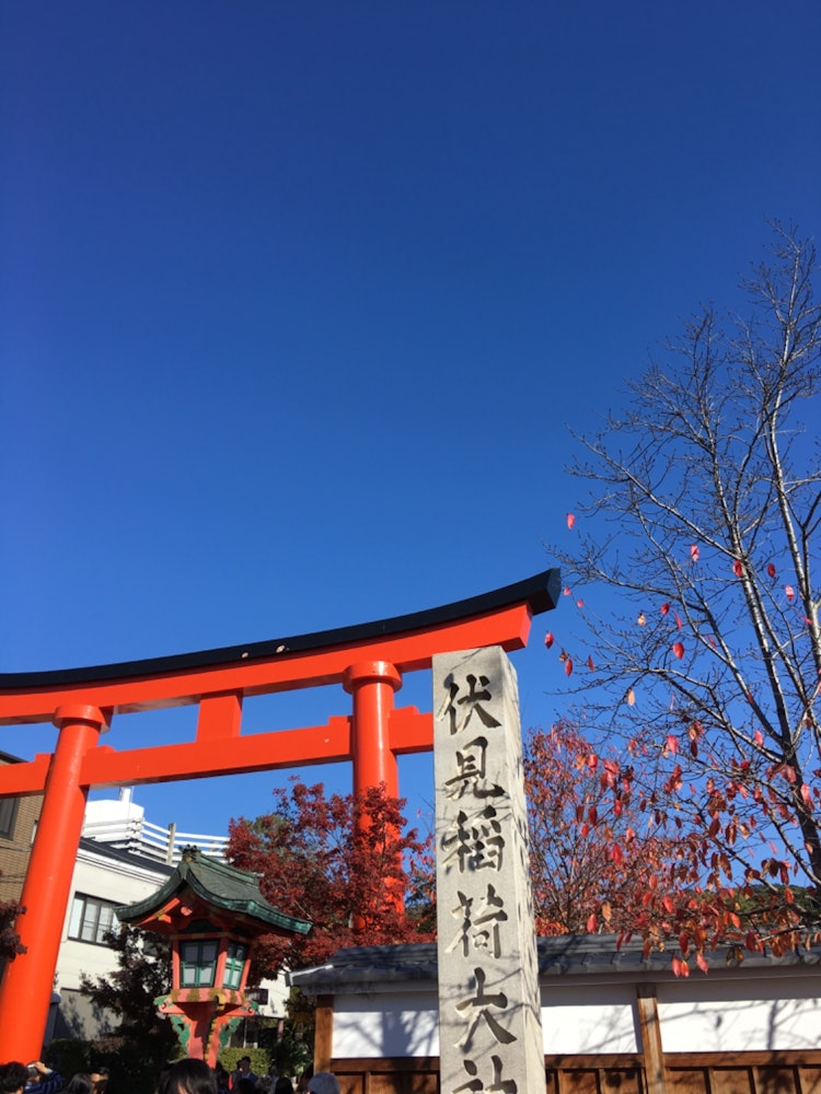 [相片1]伏见稻荷大社最喜欢的地方鸟居周围的红叶清洁♪♪#伏见稻荷大社#京都