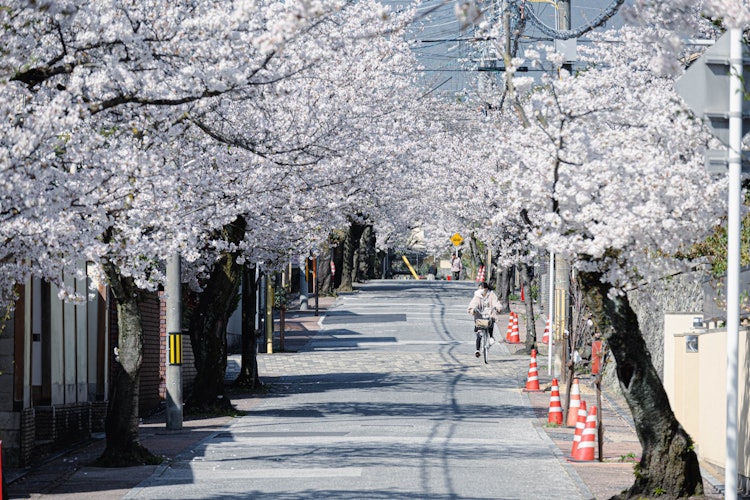 [相片1]这是樱花盛开的住宅区的风景。您可以在安静的住宅区欣赏盛开的樱花。