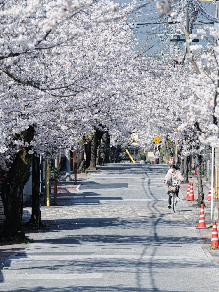 [Image1]It is a scenery of a residential area in which cherry blossoms are in full bloom.You can enjoy cherr