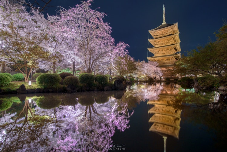 [相片1]京都東寺的櫻花被照亮。在風平浪靜的日子里，櫻花填滿了轄區的池塘。在紅葉季節也會被點亮，如果你來京都，你絕對應該至少看到一次風景。