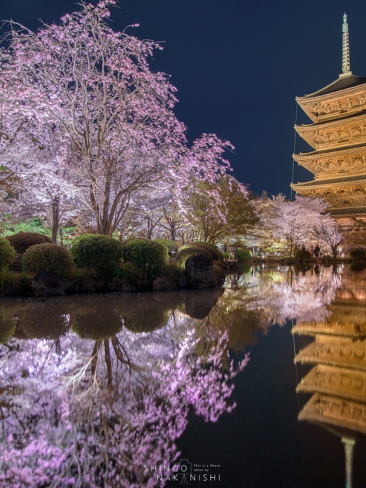[画像1]京都、東寺の桜のライトアップ。風の穏やかな日は境内の池いっぱいに桜が映り込みます。紅葉の時期もライトアップがあり、京都に来たならぜひ一度は見て頂きたい景色です。