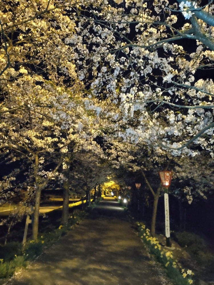 [相片1]推薦用於夜間櫻花約會課程❀