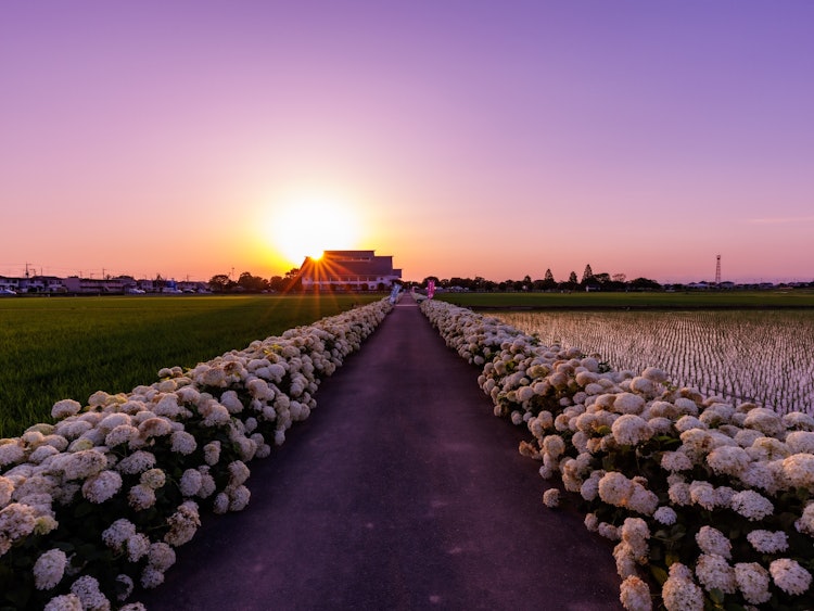 [相片1]绣球花路上的日落埼玉县卡佐市纪西约1.5公里，10，000开的安娜贝尔路