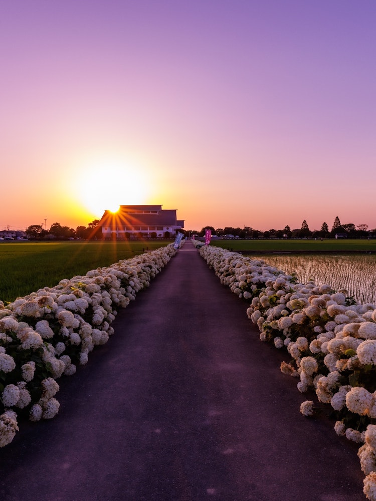 [画像1]あじさいロードの夕日埼玉県加須市騎西の約１.５キロ、１万本咲くアナベルロード
