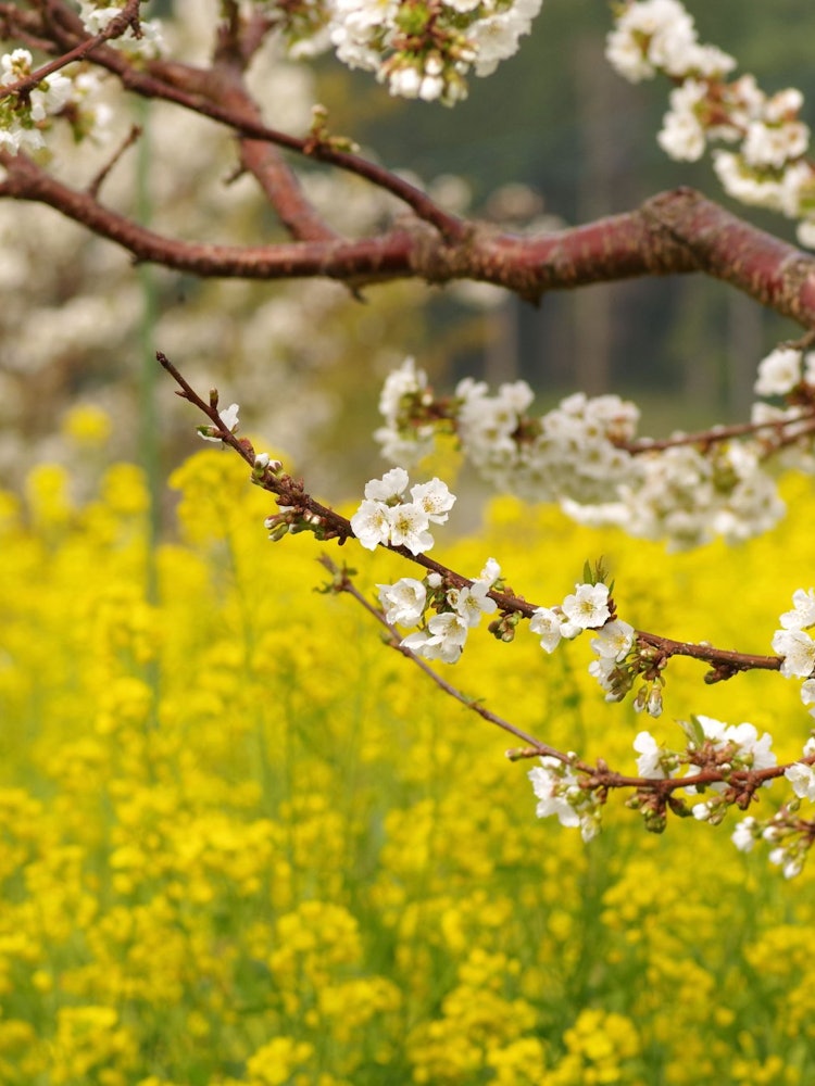 [Image1]A collaboration of cherry flowers and rape blossoms.In Matsukawa Town, Nagano Prefecture.