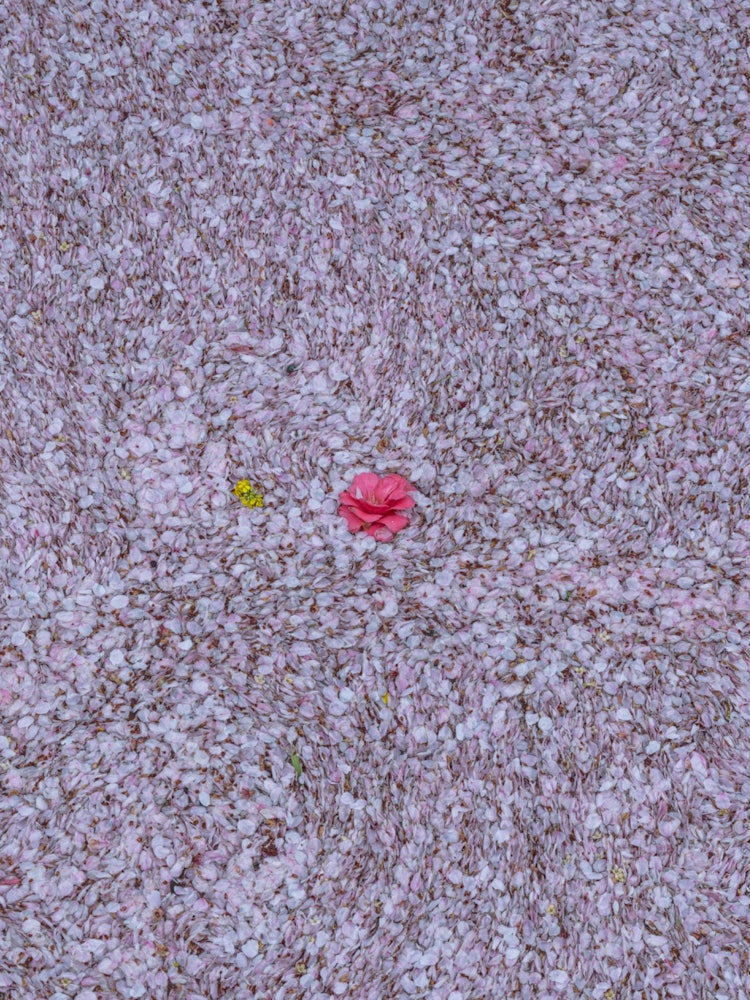 [画像1]「桜鱗」桜が散りはじめ、春が終わりを迎え始める頃、散った桜が流れ着いてその姿は鱗のようになり新たな生命が生まれたようでした。