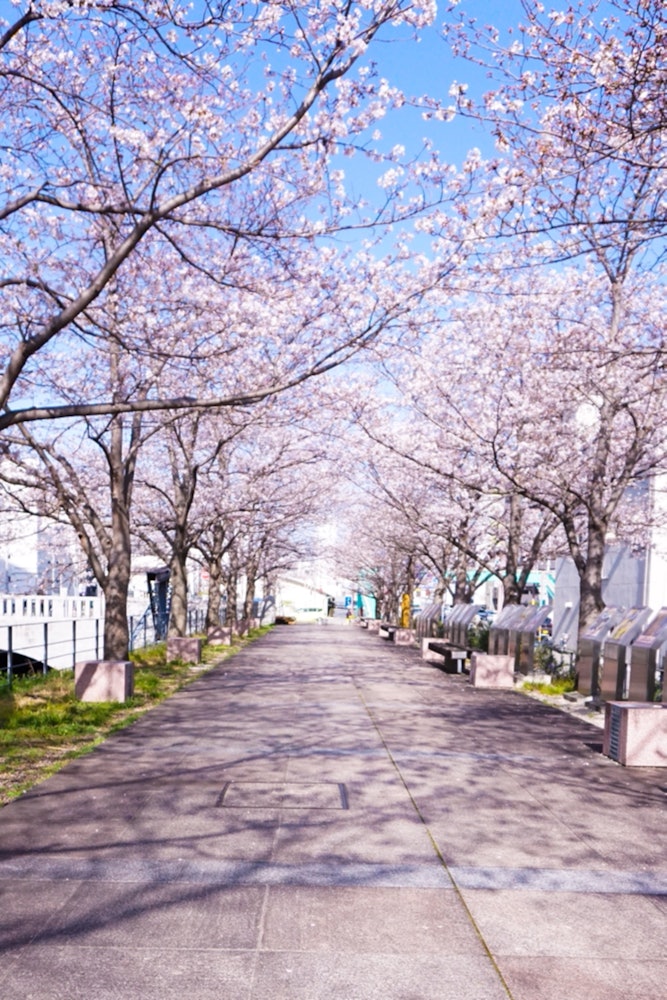 [Image1]Cherry blossom viewing 🌸 along the Hori River in Kochi CityThe cherry blossom arch is beautiful ✨It 