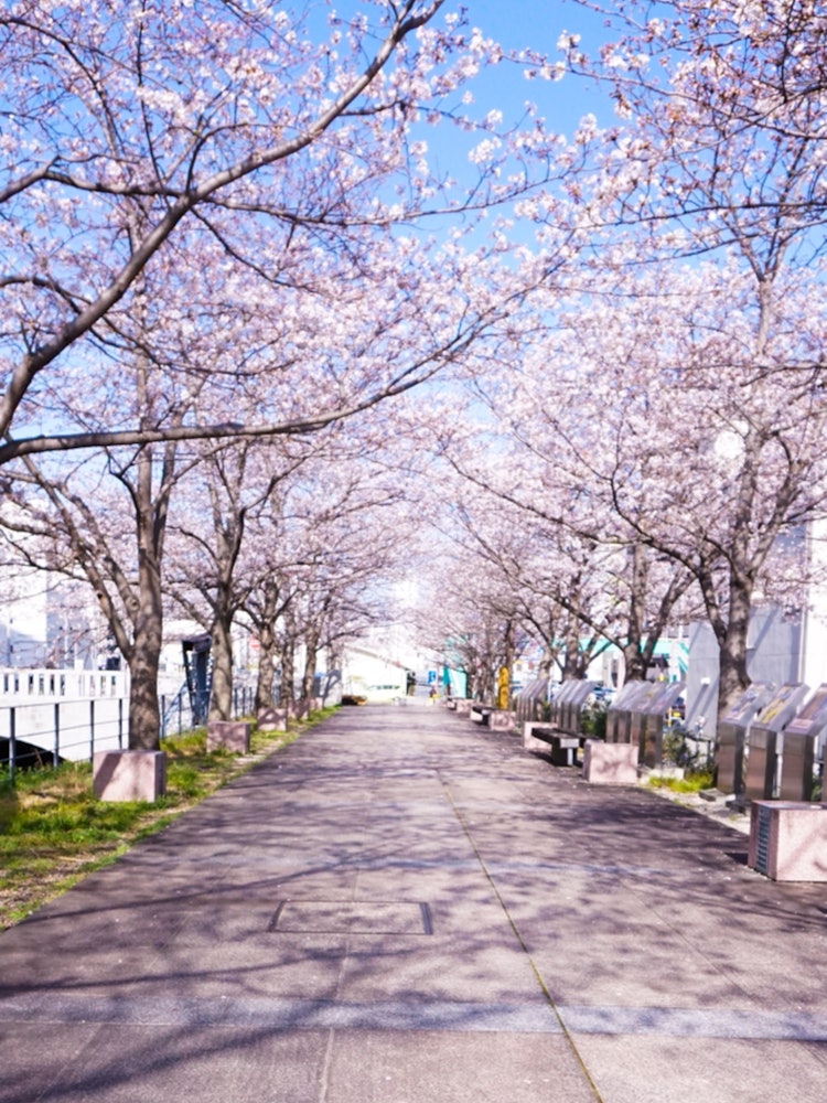 [画像1]高知市堀川沿いの花見🌸桜のアーチが綺麗✨日曜日には雨になりそうだから、出勤前に📷満喫しました✨高知になかなか帰省出来ない方たちにも届くといいな、、、☺️