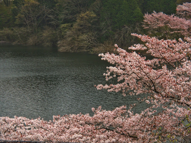 [이미지1]나라현의 쓰키가세 호수 기슭에 벚꽃이 핀다.