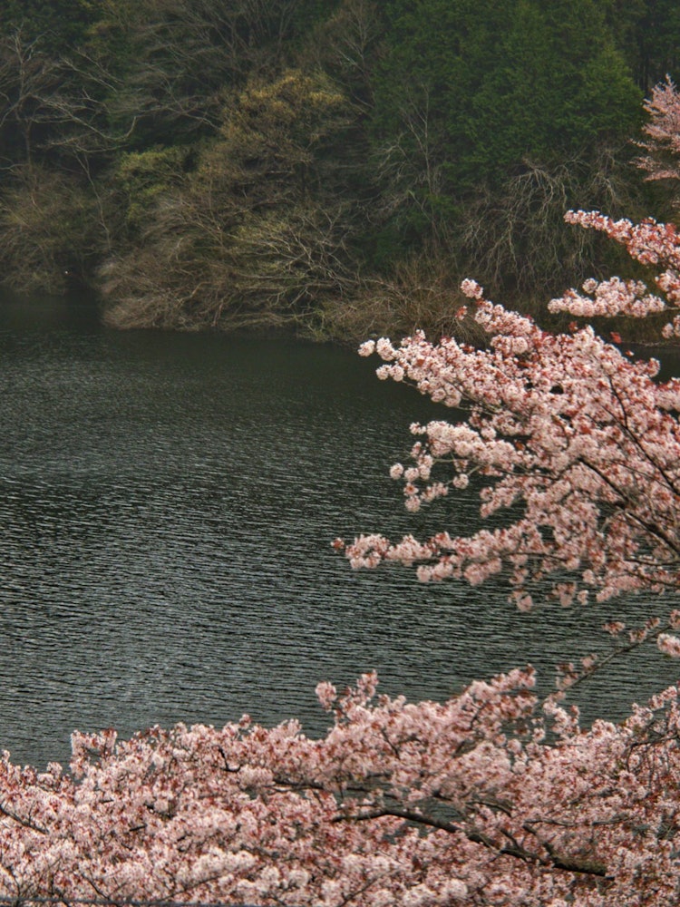 [Image1]Cherry blossoms on the shore of Lake Tsukigase in Nara Prefecture.