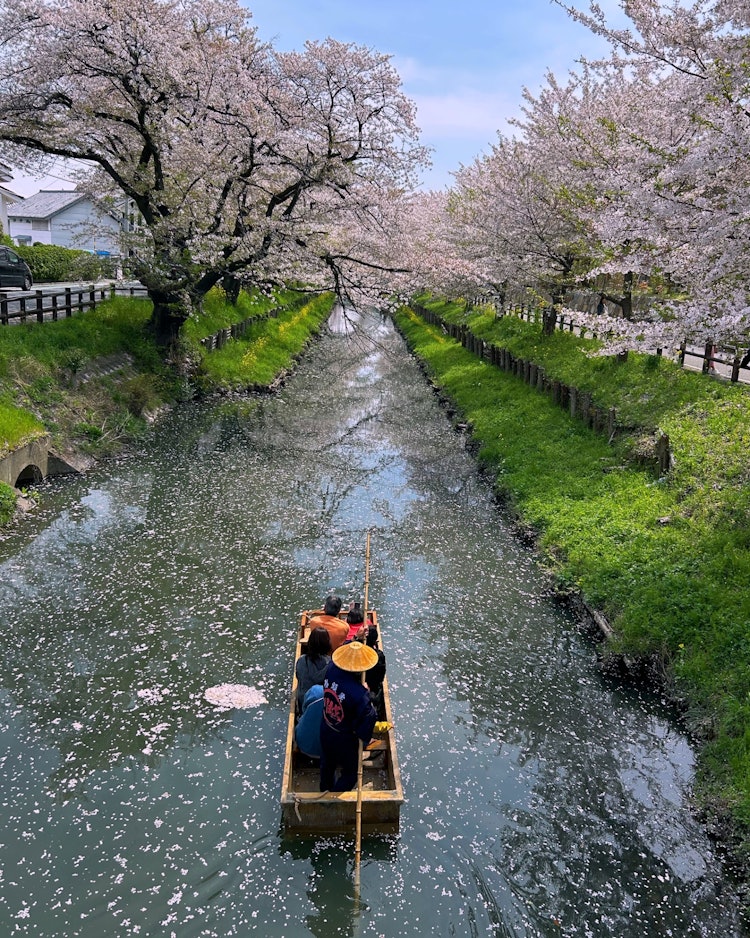 [이미지1]4/11/24 촬영.가와고에 히카와 신사 뒤편에는 신가시 강의 명예 벚꽃입니다.돌이켜 보면 멋진 사진이 있습니다.