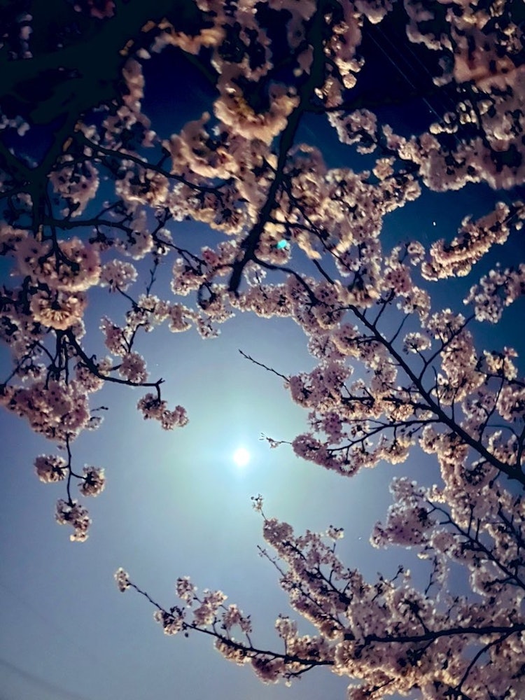 [画像1]岐阜県各務原の…おがせ池の桜🌸夜空の月と夜桜🌸