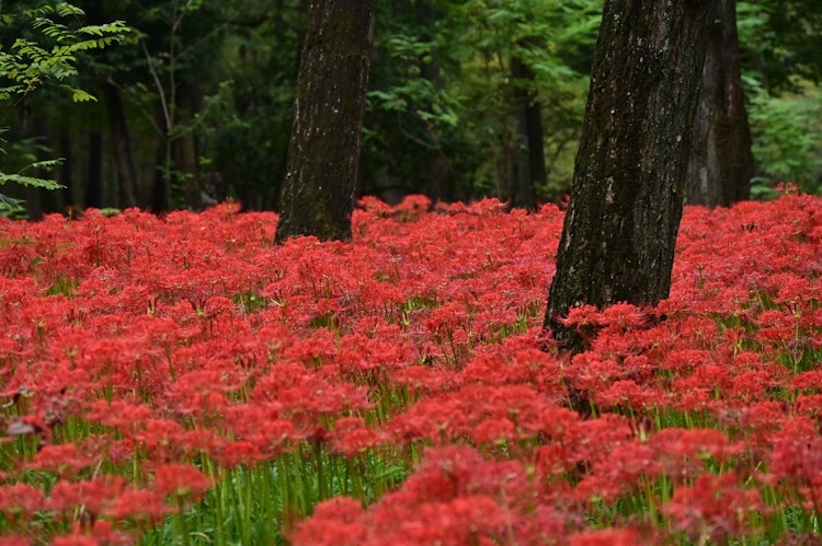 [画像1]日本の秋… と言えば私の中ではお彼岸に咲く曼珠沙華のイメージが強く、５年前に行った巾着田が忘れられず行ってきました。 コロナ禍中（２年前）は開花前にすべて花が刈られてしまいました。 仕方のない事ではあ
