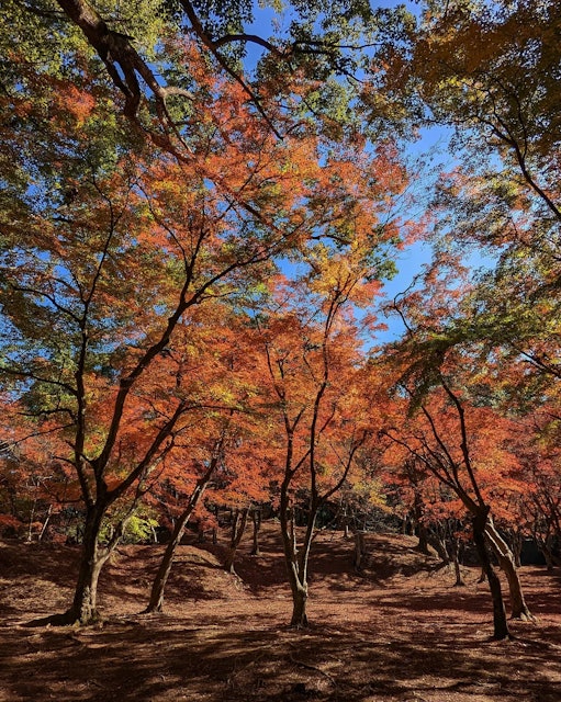 [Image1]紅葉の名所『麓城跡』辺り一面真っ赤な絨毯と素晴らしい紅葉🍁 圧巻🍁✨でした〜😍💖