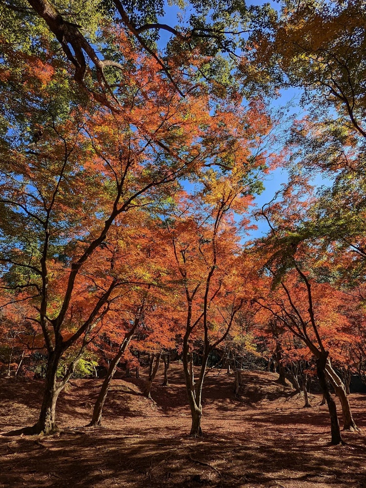 [Image1]Famous place for autumn leaves 