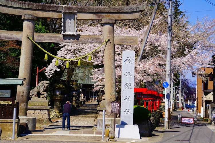 [相片1]4月在福岛县须贺川市的观光馆神社。 这是一个著名的地方，因为在辖区的后面有一棵高大的300年历史的江户根樱花树。