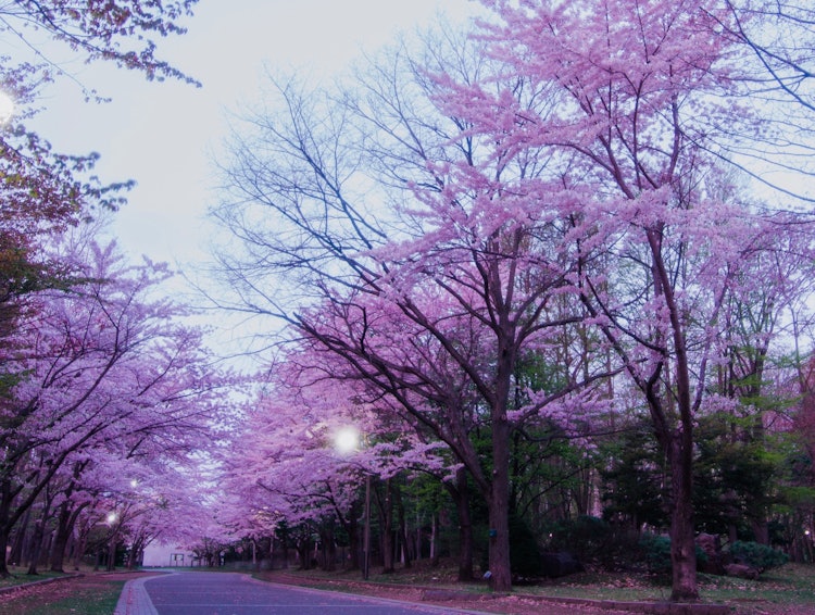 [相片1]清晨櫻花綠樹成蔭的小徑北海道的櫻花晚了一個月所以還沒有櫻花。這張照片是去年清晨拍攝的，當時我壟斷了櫻花綠樹成蔭的大道。這是一個推薦的地方，因為粉紅色的櫻花在仍然昏暗的天空中閃閃發光。