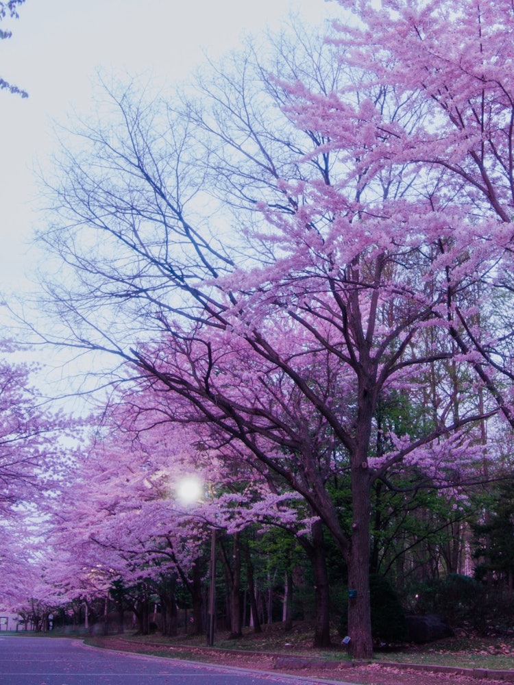 [画像1]早朝の桜並木道北海道の桜は一月遅れてやってきますなのでまだ桜の姿はありませんこの写真は昨年の早朝に撮った桜並木道を独り占めした時の写真ですまだ薄暗い空に桃色の桜が映えるのでオススメの場所です