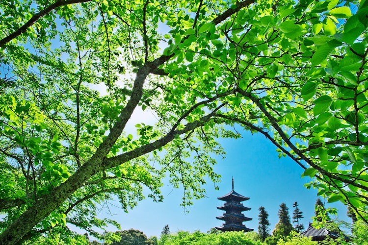 [画像1]岡山県総社市、吉備路のシンボル五重塔もとても綺麗な新緑に包まれています。
