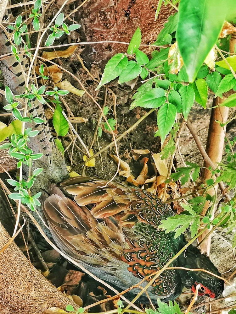 [相片1]不知為何，今天早上前門附近有一隻小雞。 進來了。 躲在灌木叢中的小妞讓我感到驚訝？？ 射擊。圖案非常漂亮，所以我發佈了它！ ！！小雞先生？？ 對不起嚇🍀到你了說完，它帶著一聲響亮的羽毛聲飛走了。