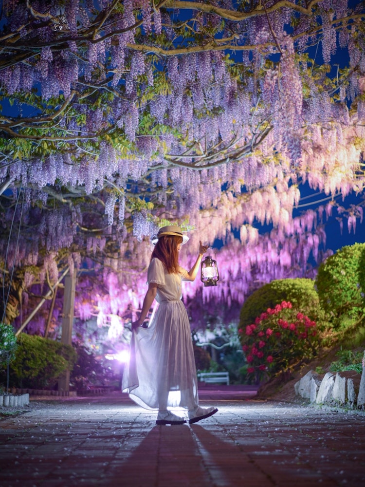 [相片1]色良富士園， 色良， 廣島（廣島推薦景點）#塞拉富士園@serafujipark 👈 1張來自色藤園照明的照片 📸被照亮的富士山變成了漸變，這是一個很好的😊視野。紫藤節至5月21日